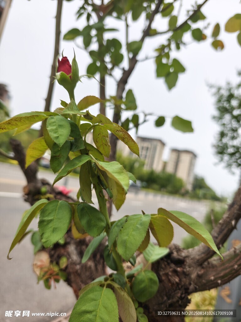 枝頭綻放的嬌嫩玫瑰花