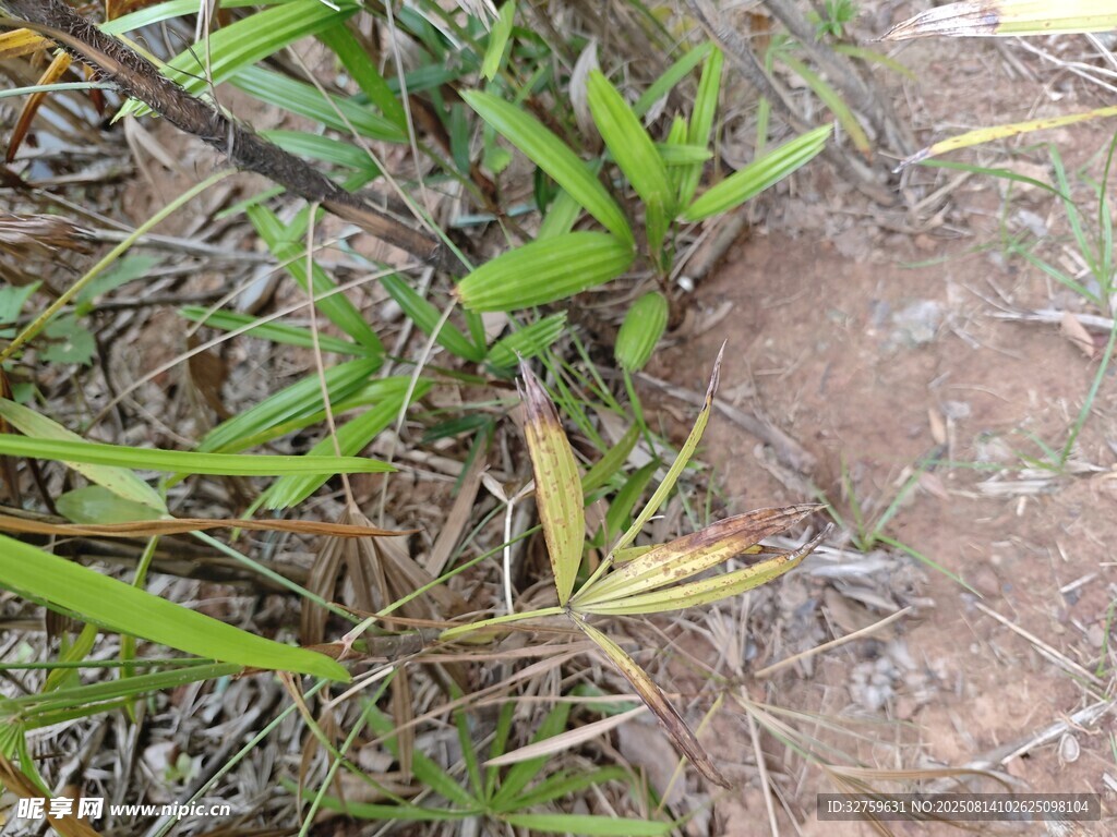 地面上的綠色植物