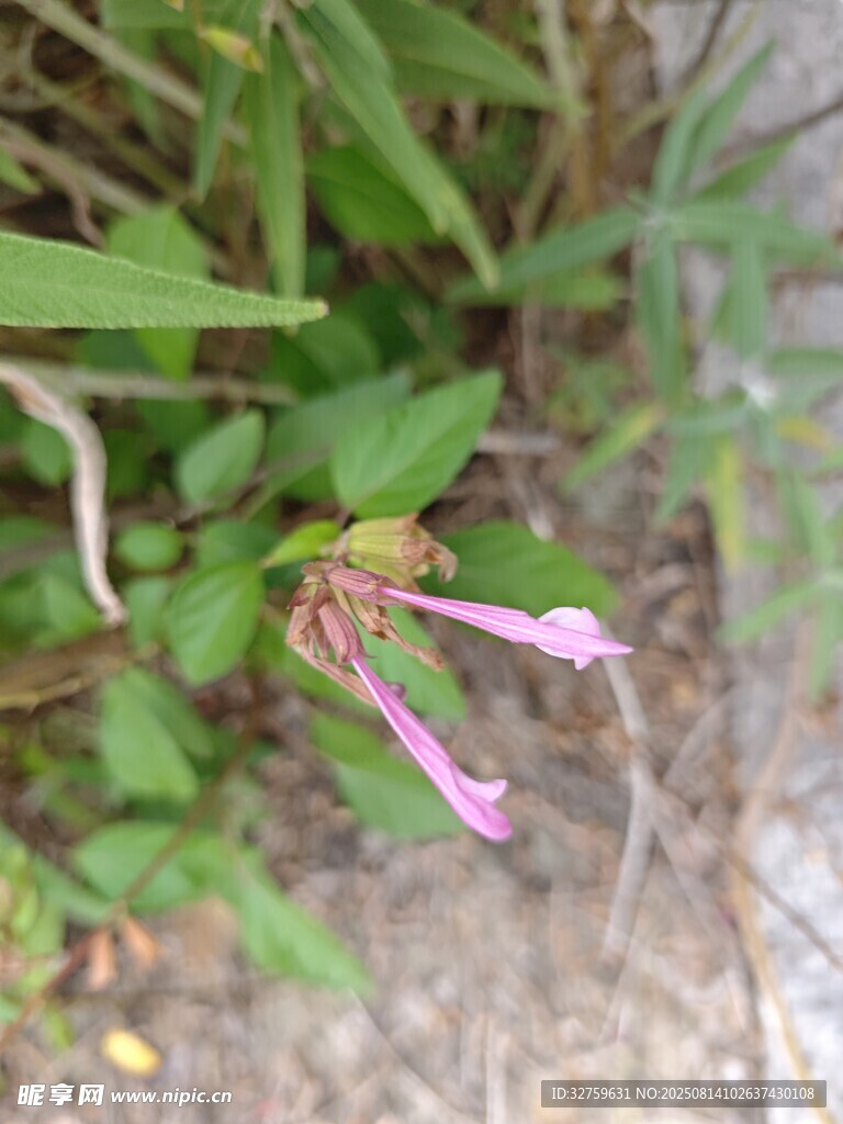 粉色小花綻放于草叢間