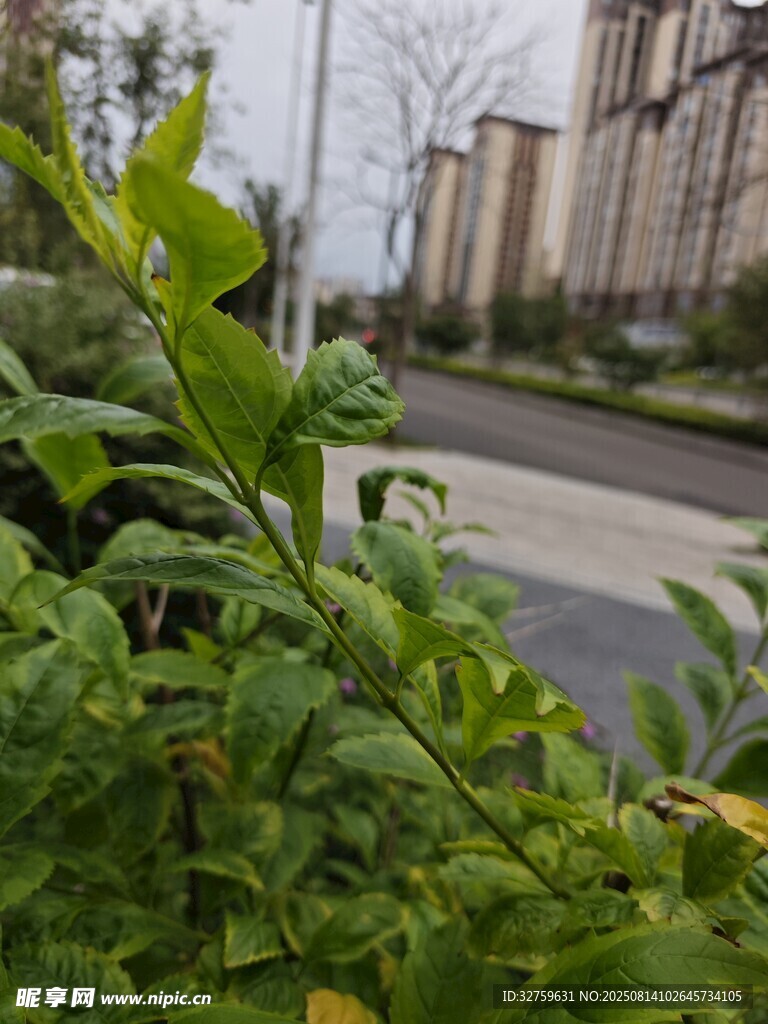 路邊翠綠植物生機(jī)勃勃