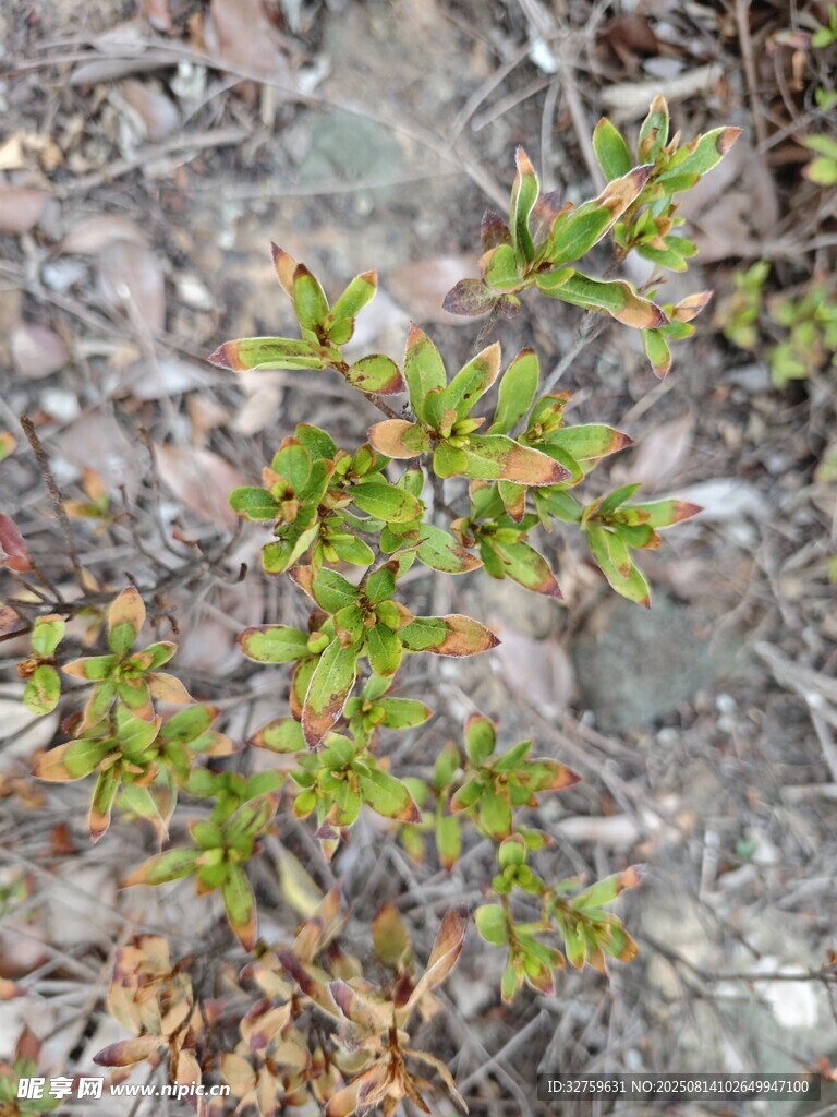 地面生長(zhǎng)的嫩綠植物