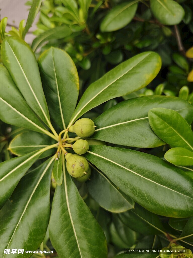 綠葉間的青果植物特寫