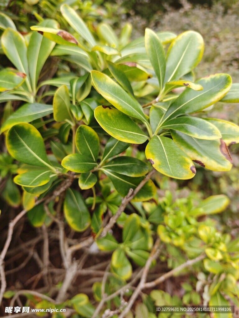 翠綠繁茂的綠植葉片