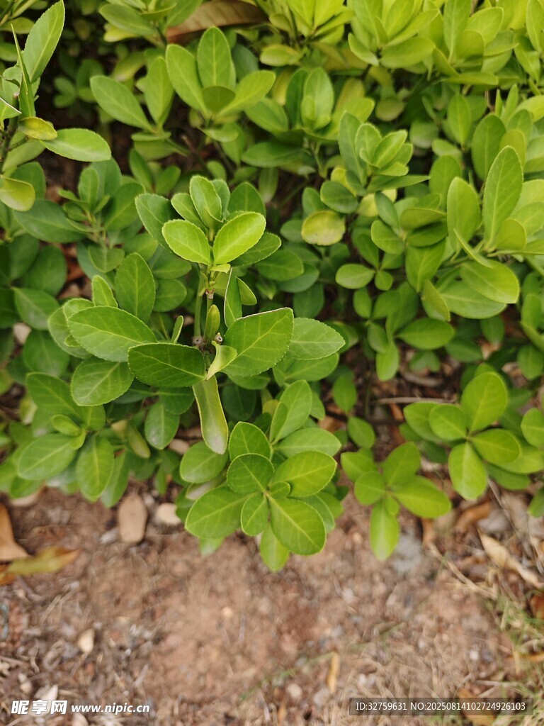 綠葉植物近景