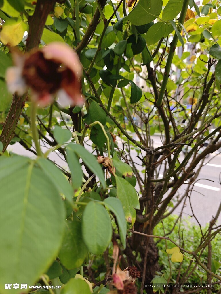 綠葉間的凋零花朵