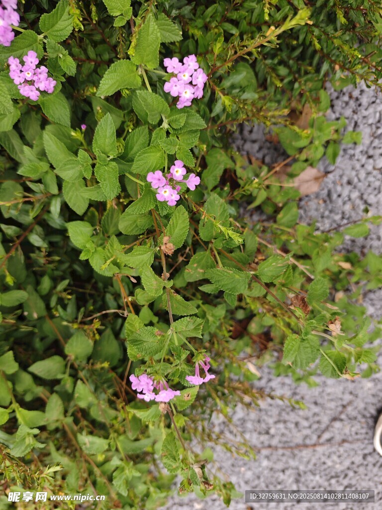 石縫間綻放的粉色小花