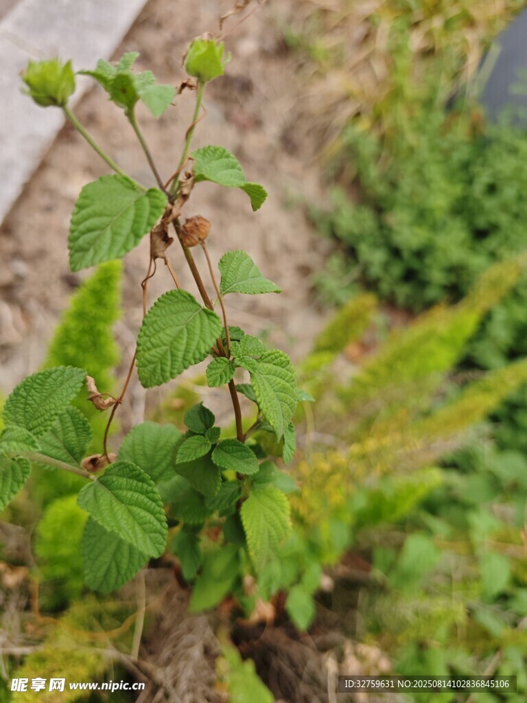 野外生長的綠色植物