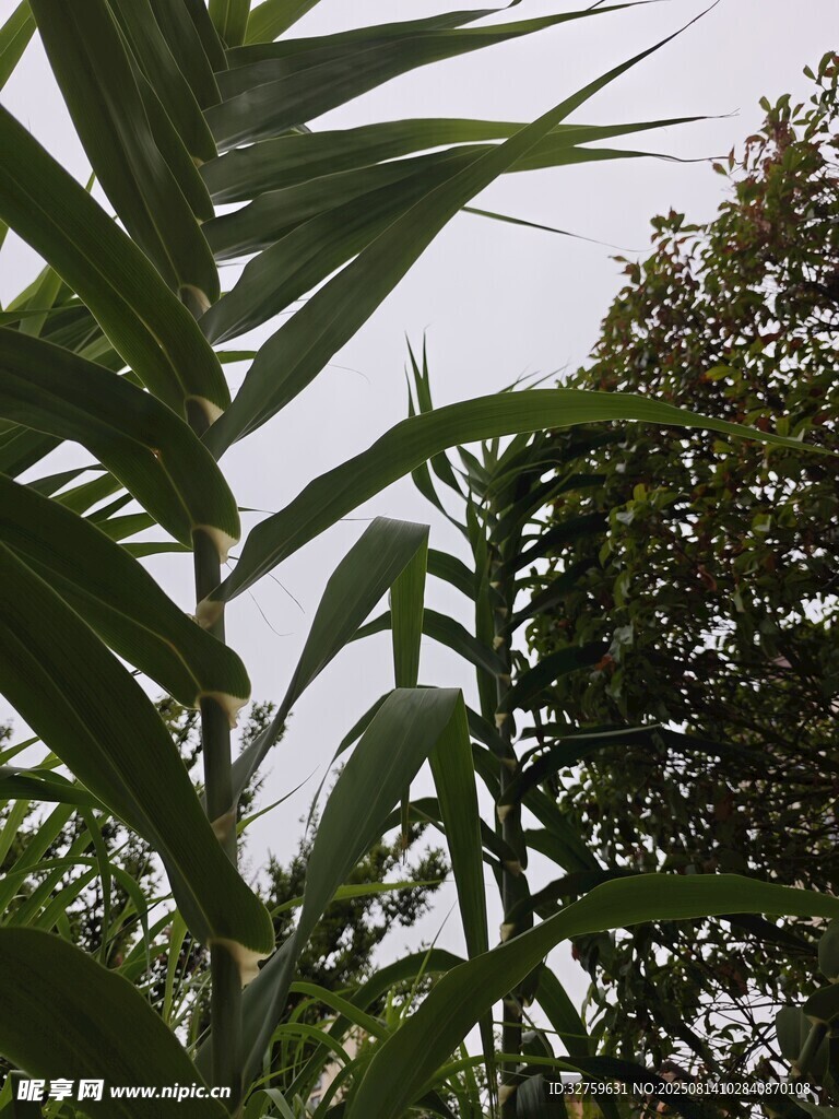 翠綠植物仰拍景象