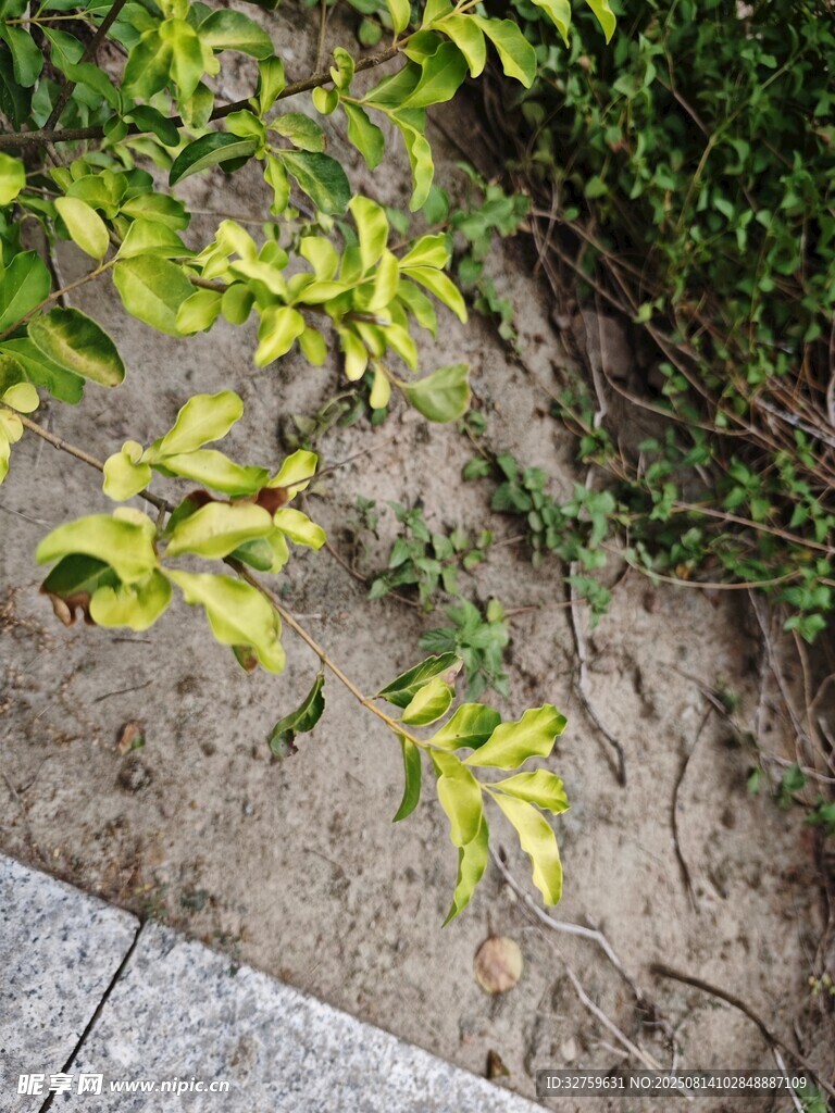 路邊嫩綠植物特寫