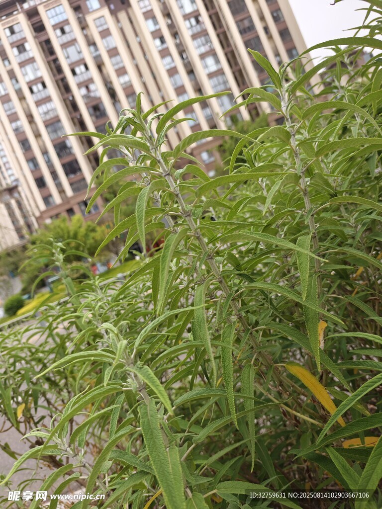 城市中繁茂的綠色植物