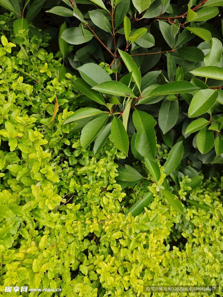 翠綠植物墻