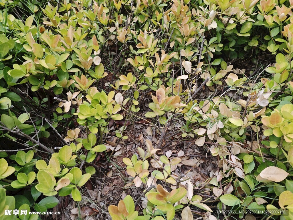 綠葉植物景觀