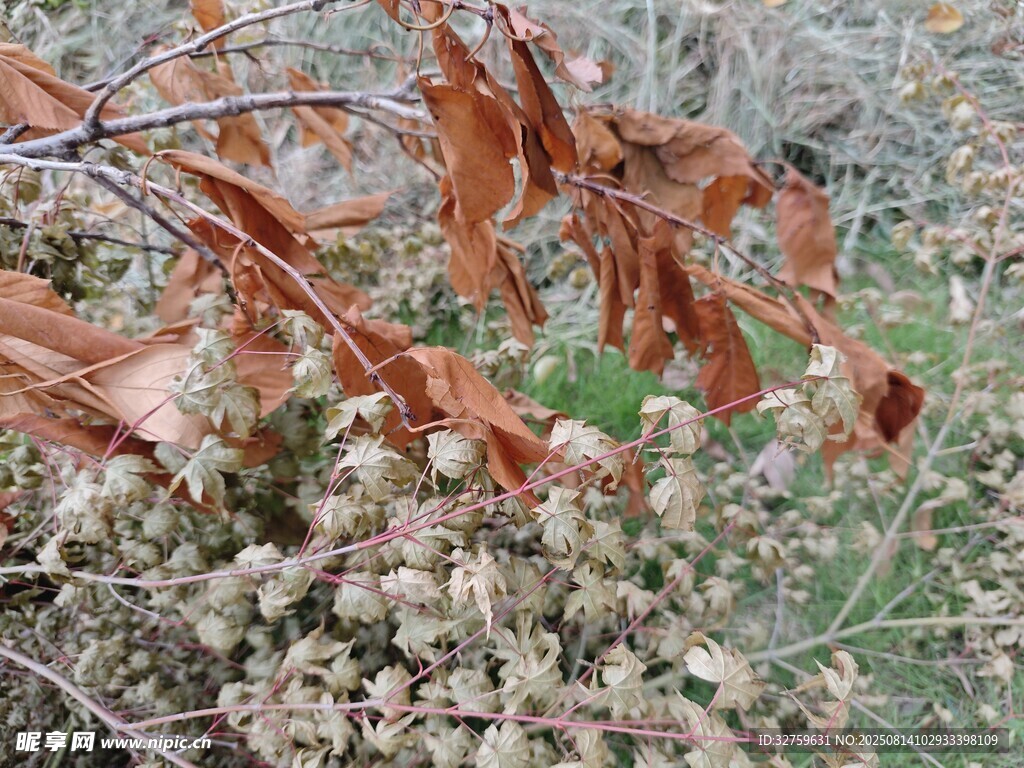 干枯枝葉下的小花