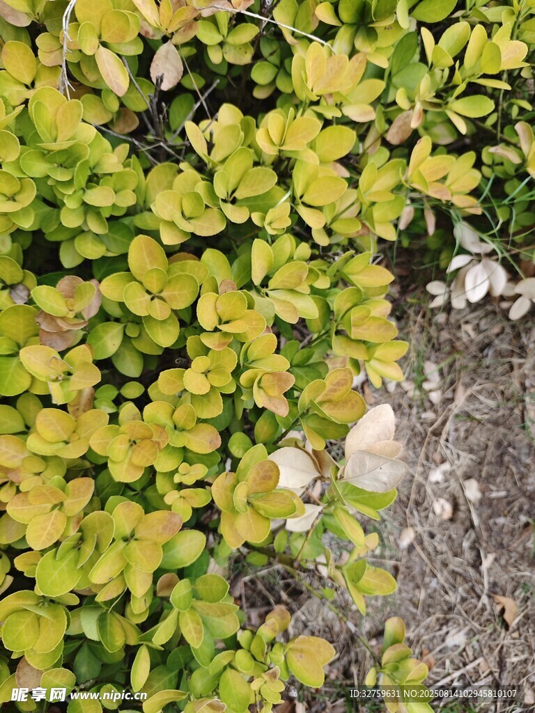黃綠相間的低矮植物景觀