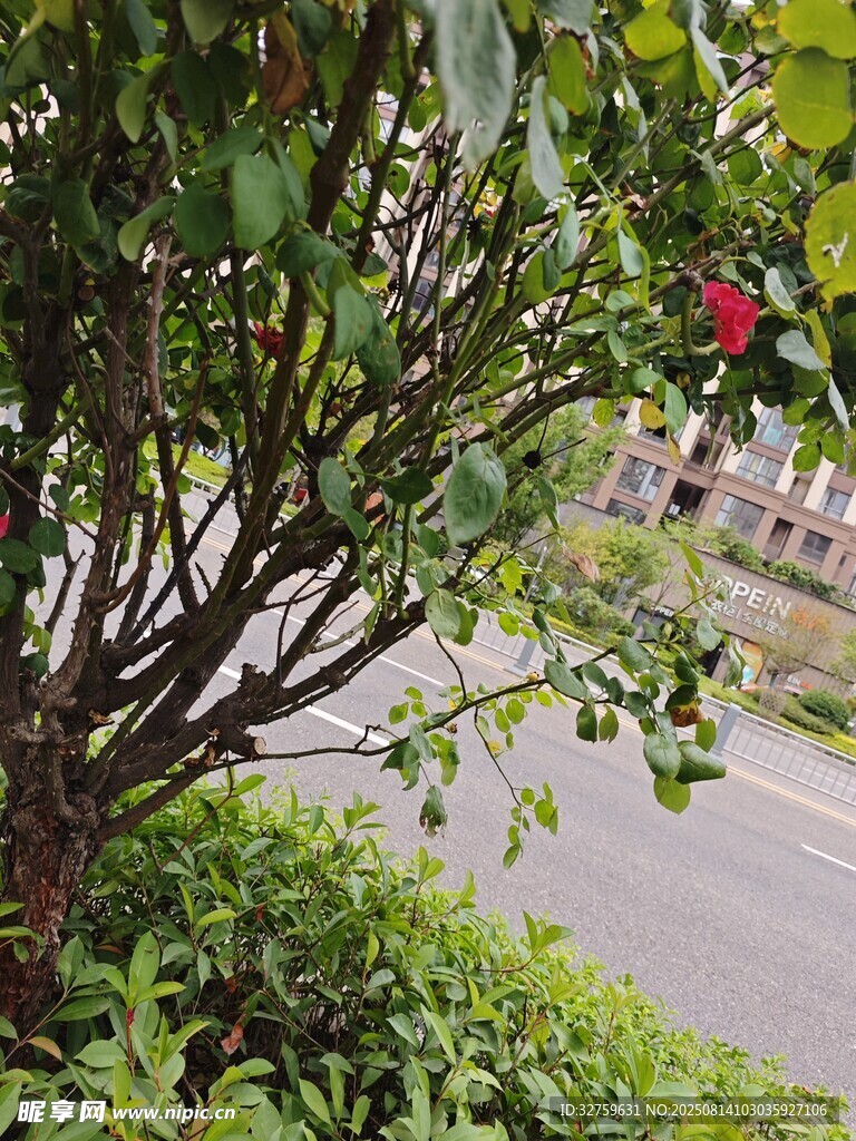 路邊綠植中的一抹紅