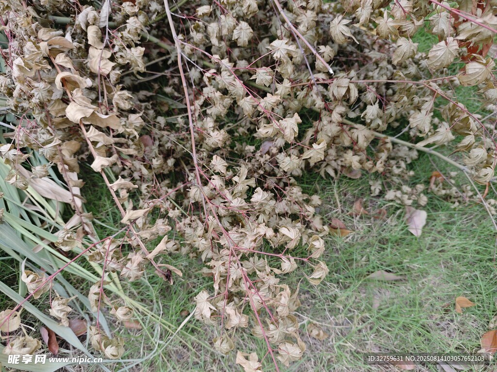 干枯植物叢
