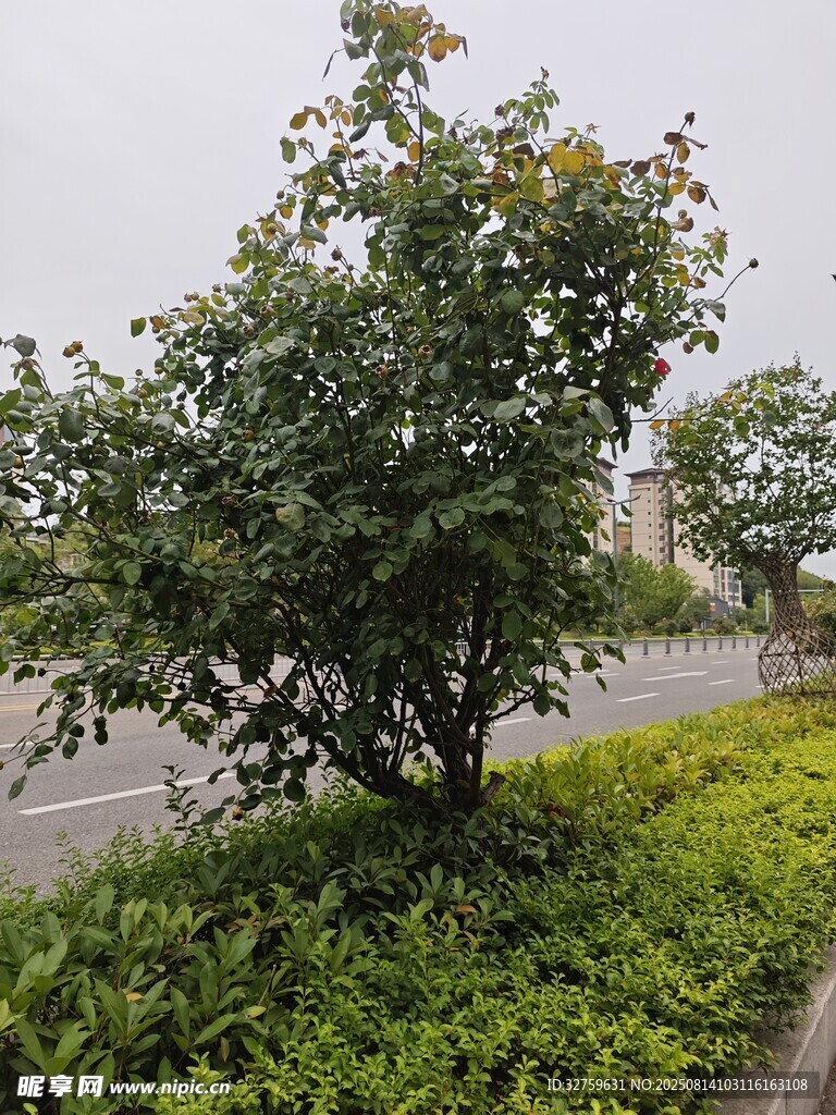路邊綠植景觀樹