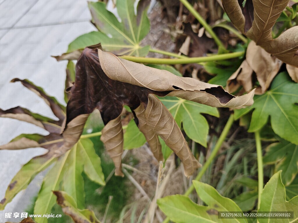植物葉片枯黃現(xiàn)象