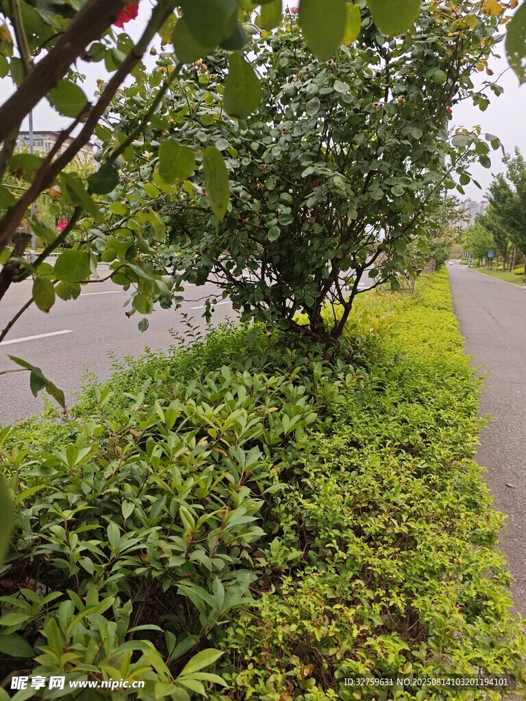 路邊綠植景觀