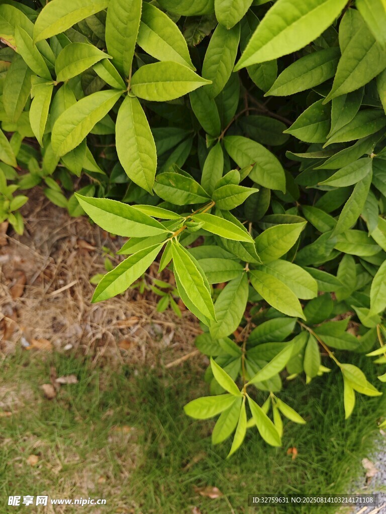 翠綠葉片生機(jī)盎然