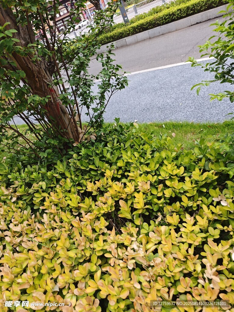 路邊黃綠相間的繁茂植物