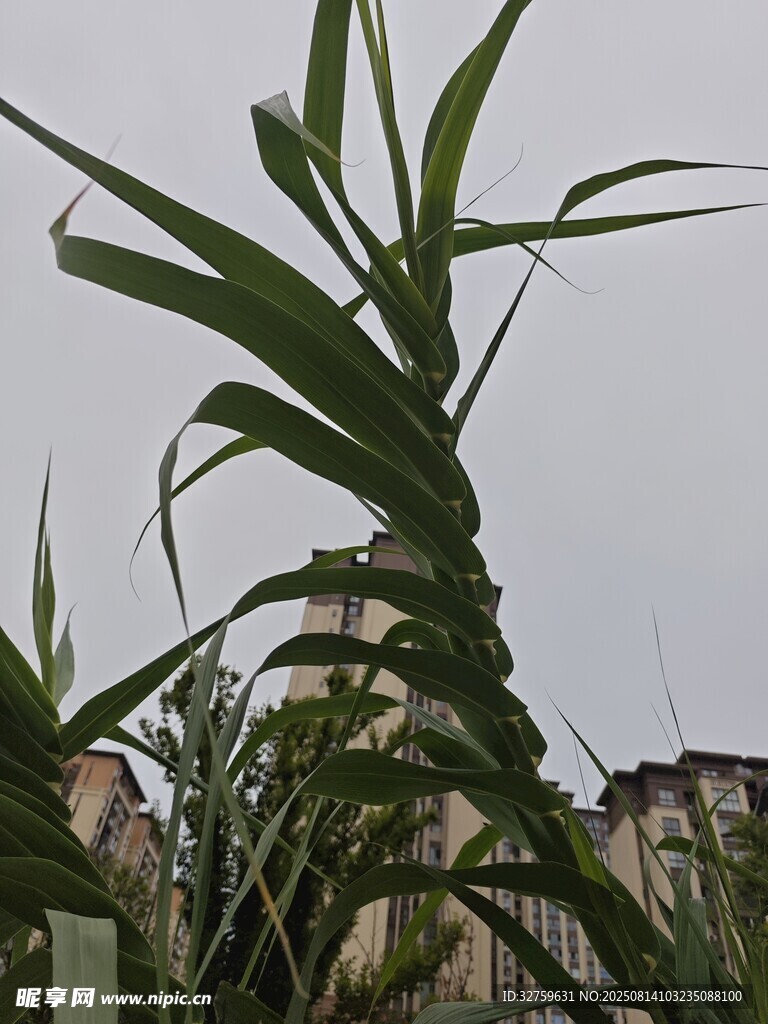 挺拔玉米植株