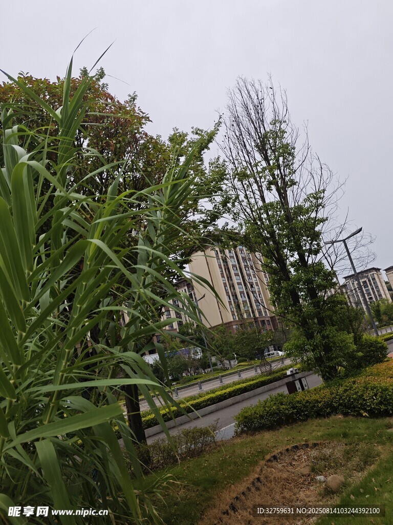 城市中的綠植景觀