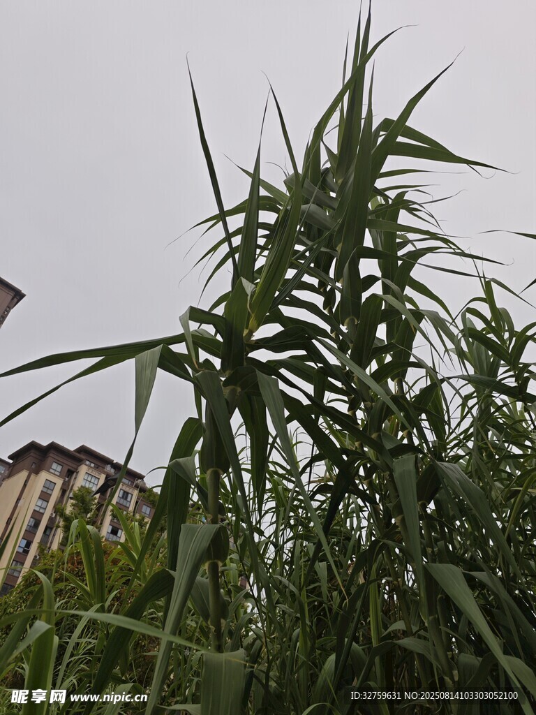 高大蘆葦叢
