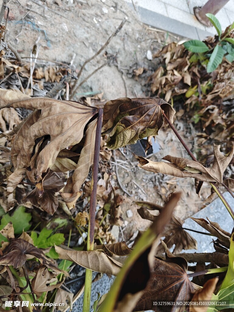 地面枯葉與綠植景象