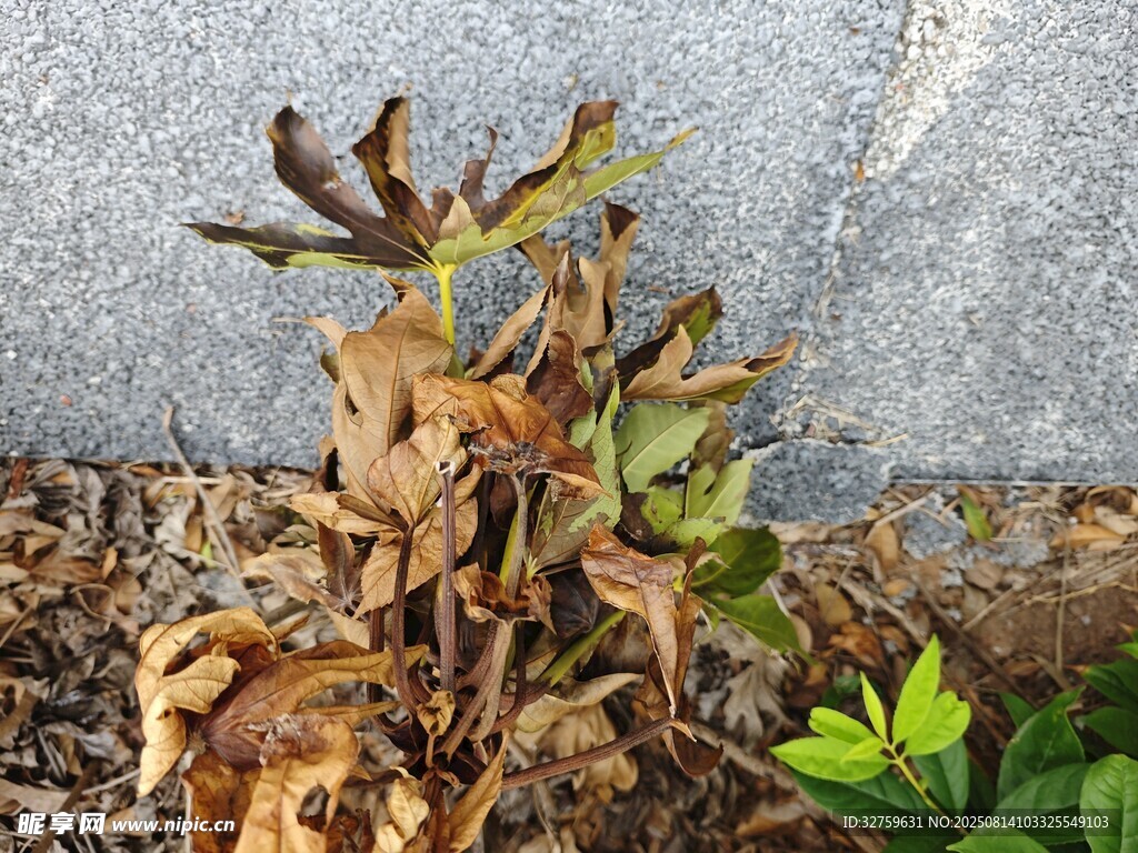 枯萎植物特寫(xiě)