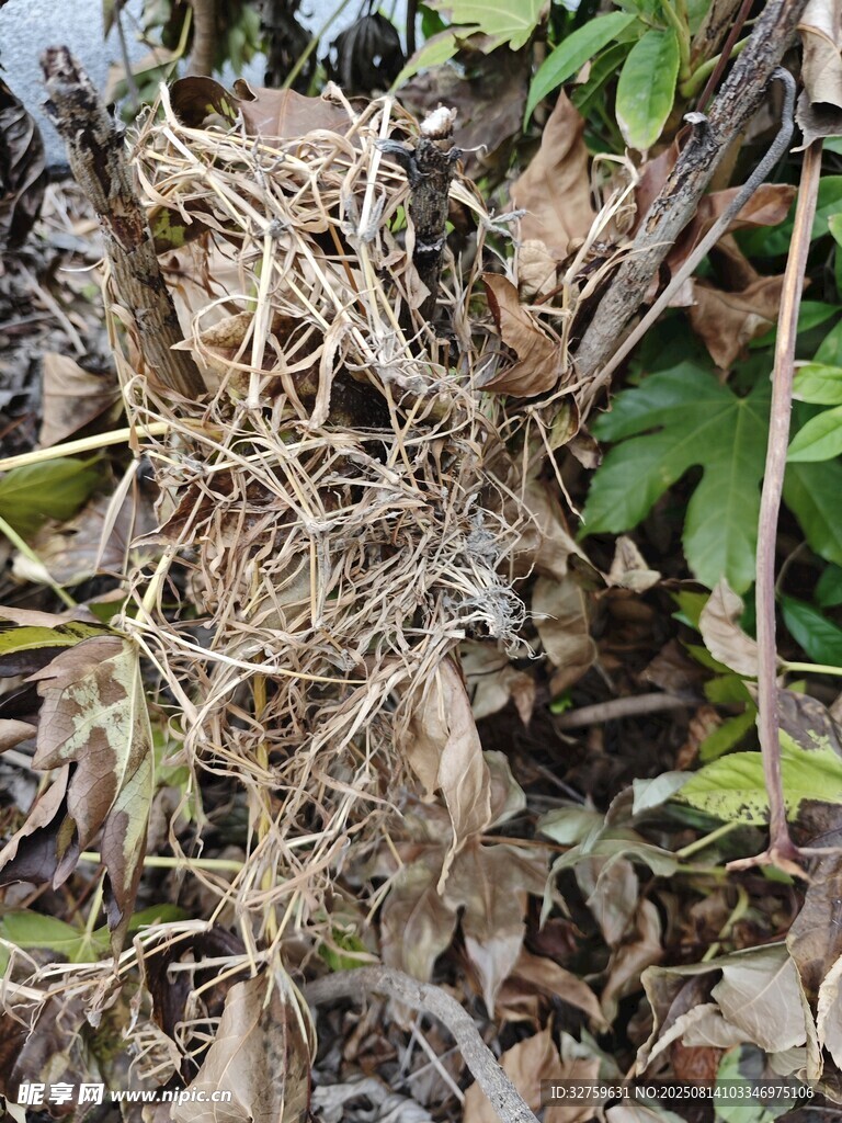 枯萎植物根系景象