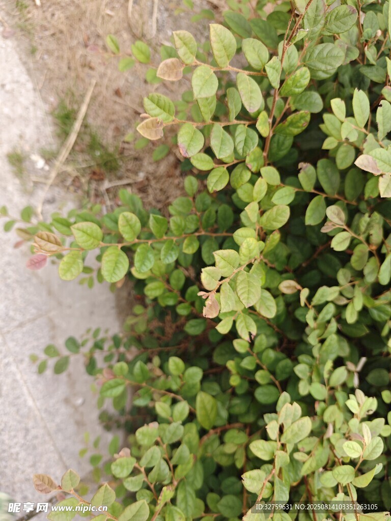 墻邊翠綠植物生機盎然
