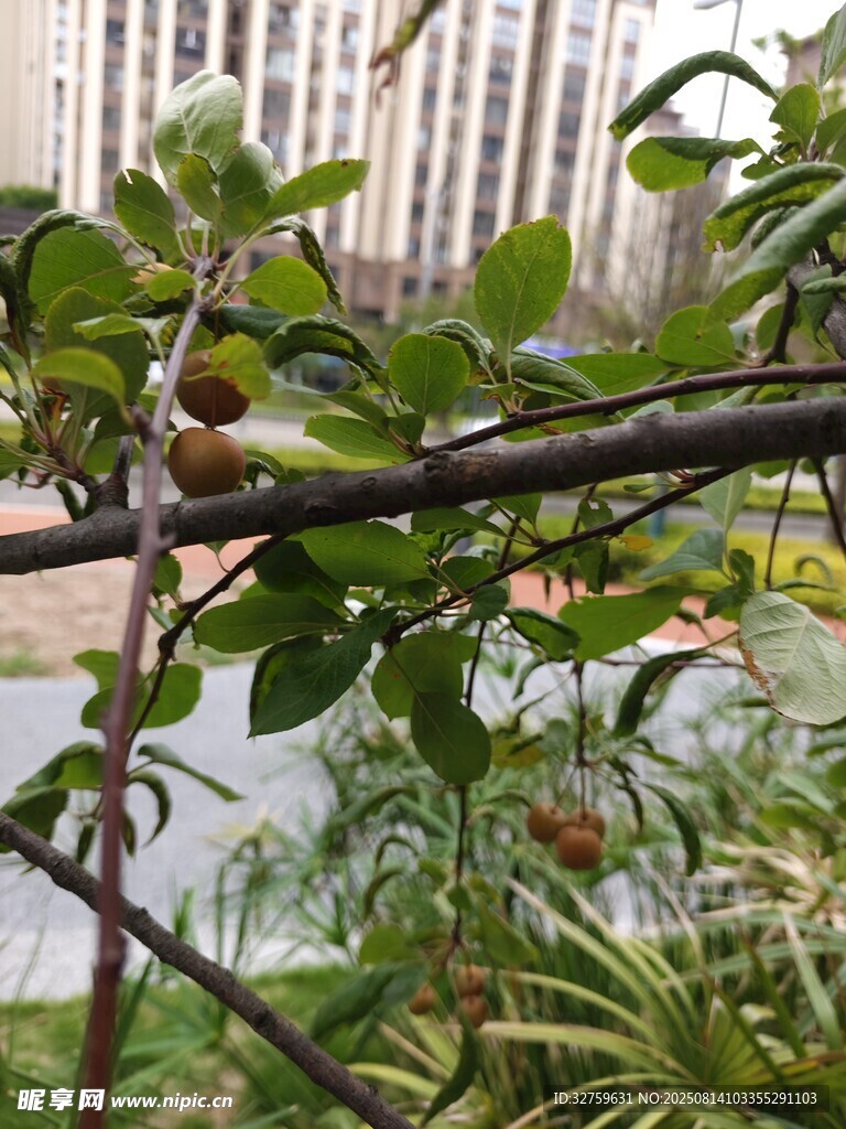枝頭果實(shí)與綠葉相映成趣