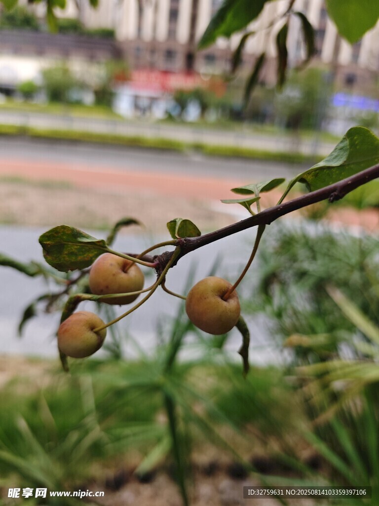 枝頭掛果的植物景象