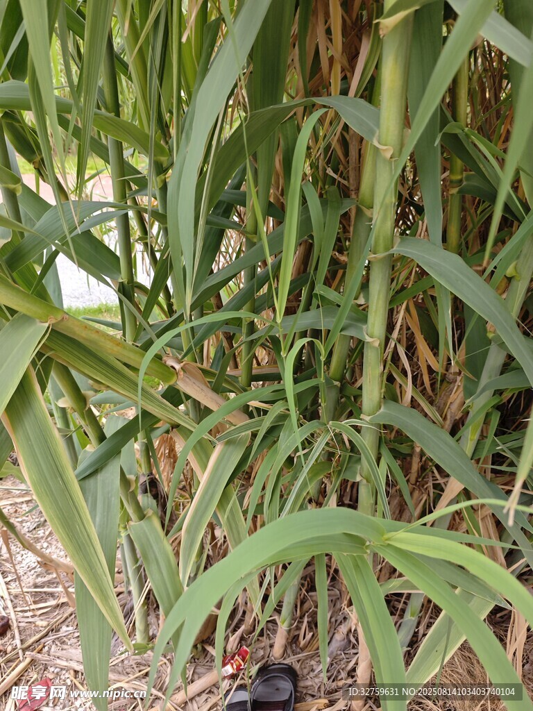 茂密綠植特寫