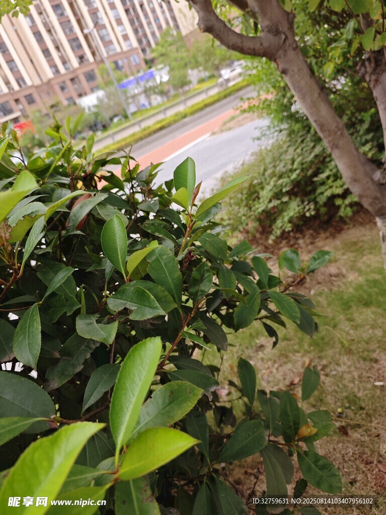 綠意盎然的城市園林景觀