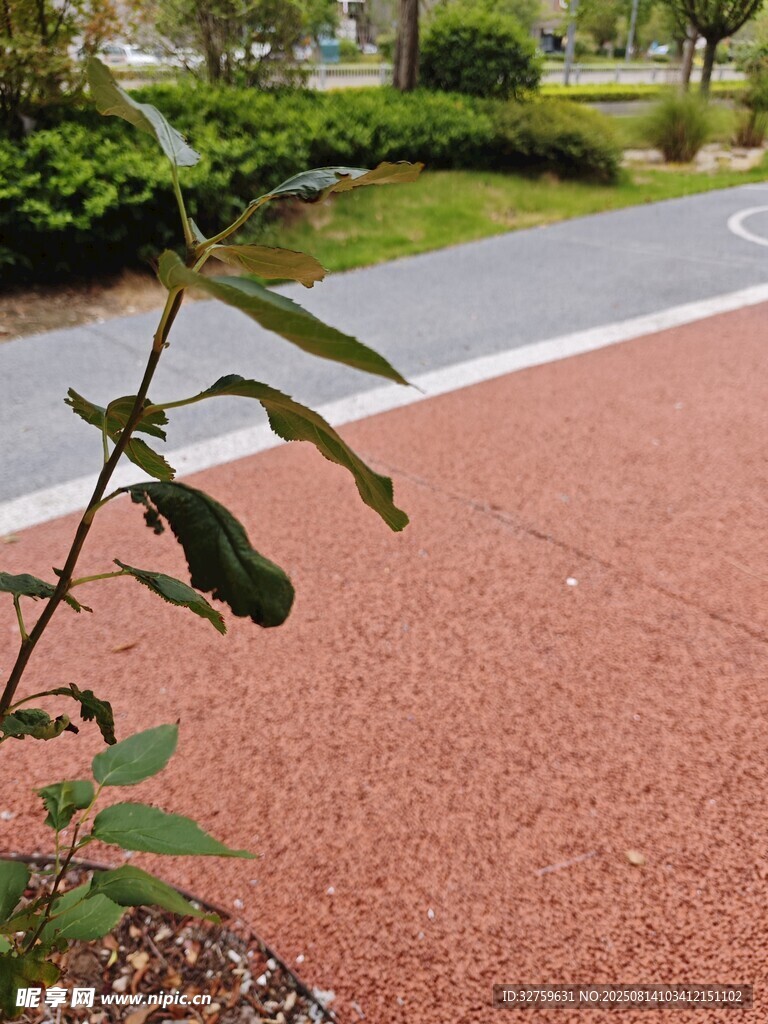 路邊綠植與紅色步道