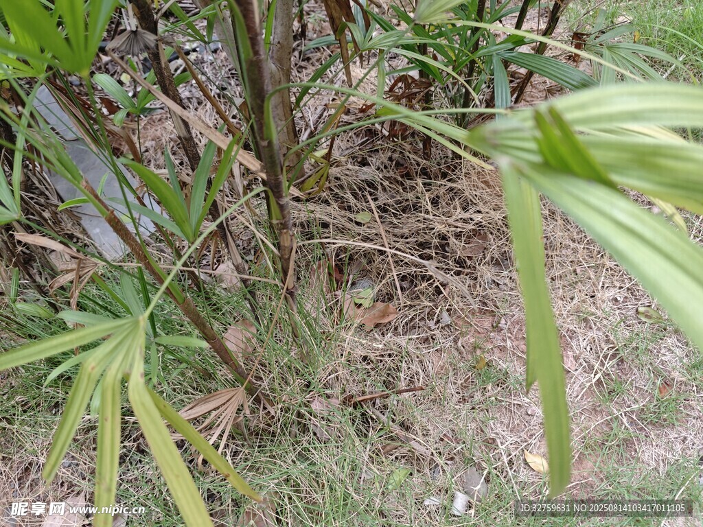 戶外綠植景象