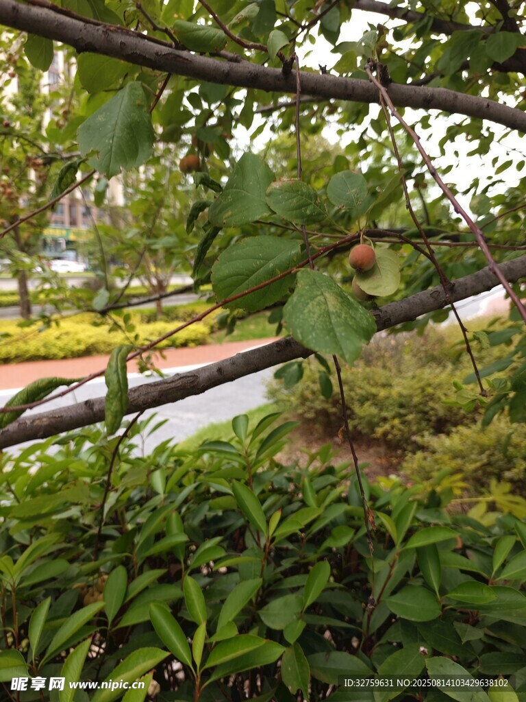 透過枝葉看園林景觀