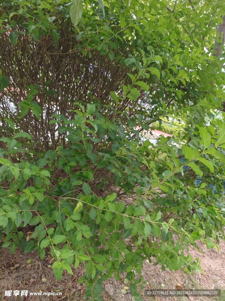 綠葉繁茂的灌木景觀