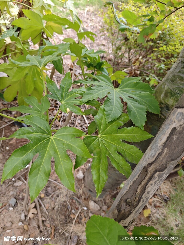 林間繁茂植物