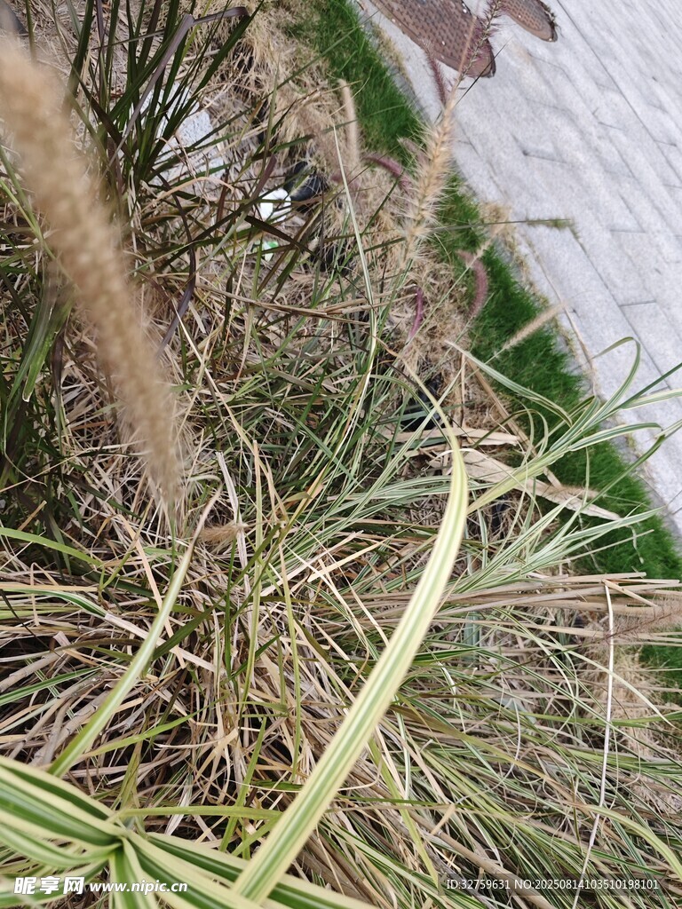 狗尾草特寫(xiě)