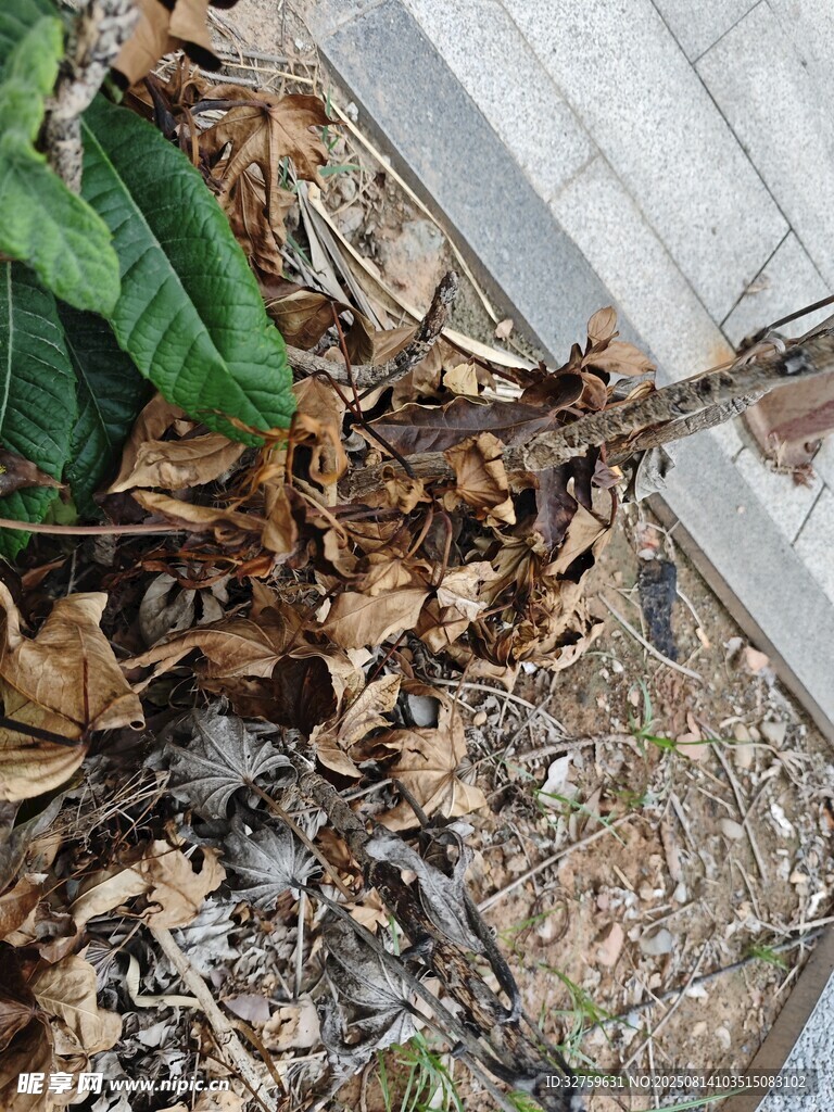 墻角落葉與綠植景象