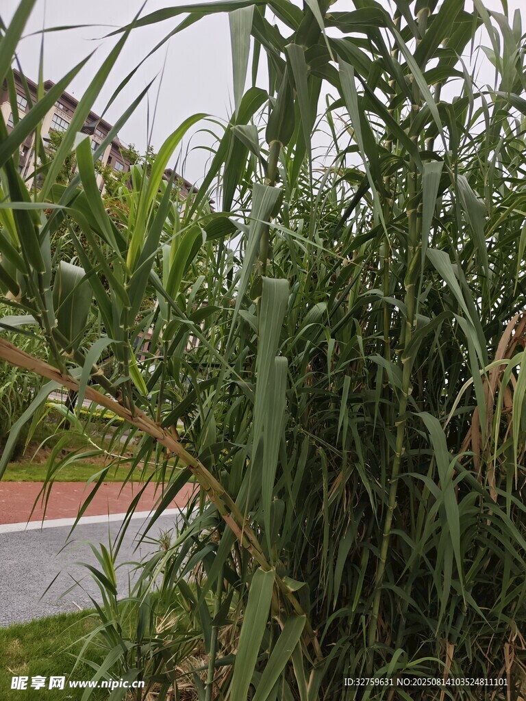 高大蘆葦叢