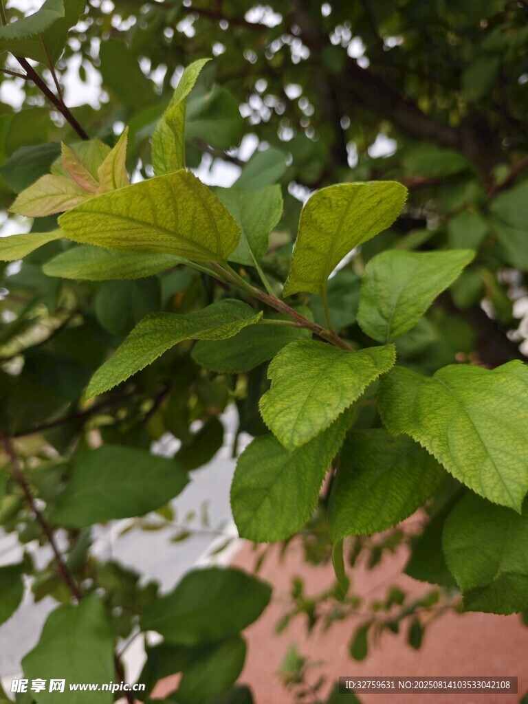 翠綠樹葉生機盎然