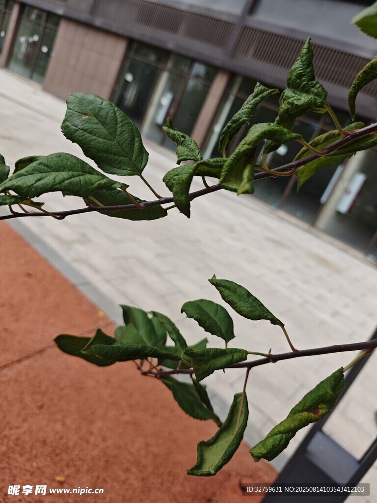 綠葉枝頭展生機