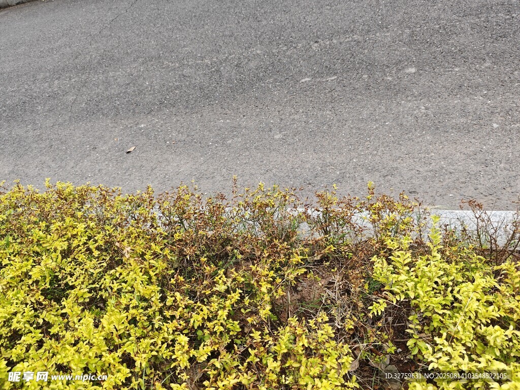 路邊黃綠相間的繁茂植物