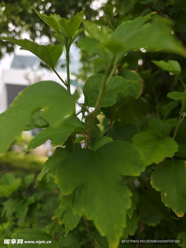 翠綠葉片特寫