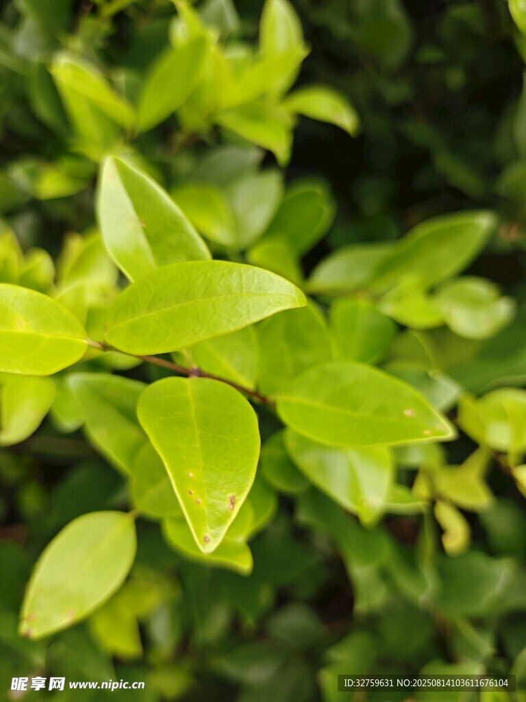 嫩綠葉片生機(jī)盎然