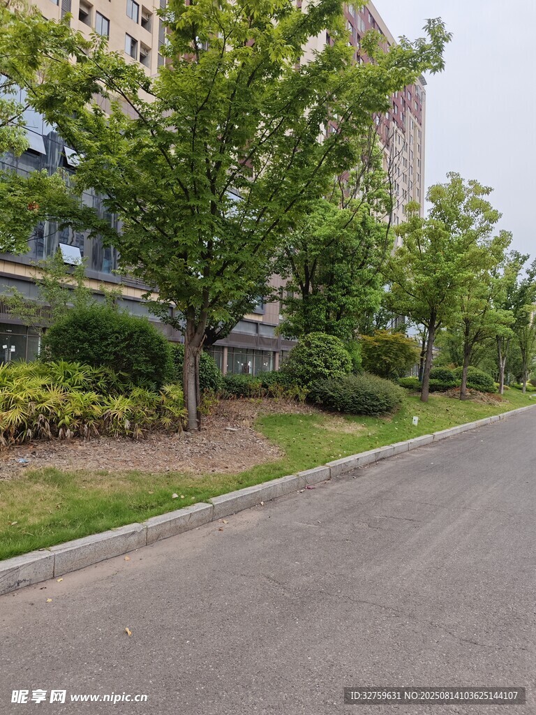 城市路邊綠樹成蔭景觀